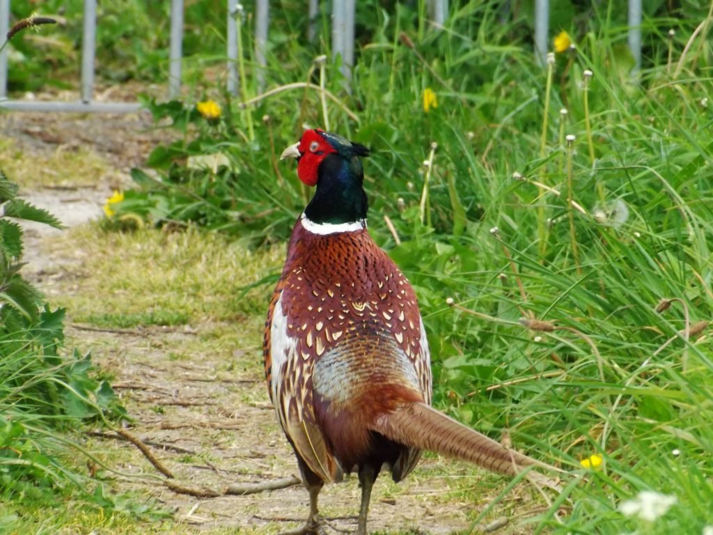 A killer pheasant