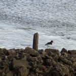 Oyster Catcher