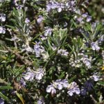 Wild Rosemary